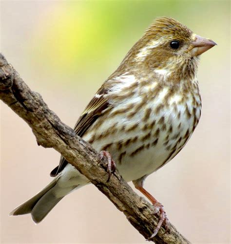 Purple Finch female ~ Carpodacus purpureus IMG_7515c IDENTIFIED | Finch ...