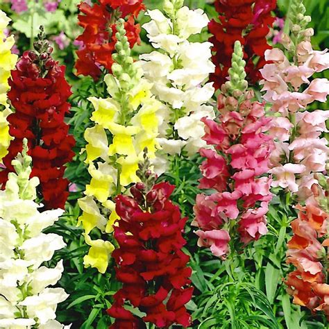 Cut Flower Snapdragon Seeds – Idalias Salon