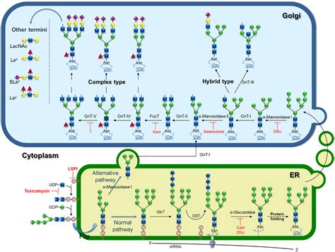 Frontiers | Biosynthetic Machinery Involved in Aberrant Glycosylation ...