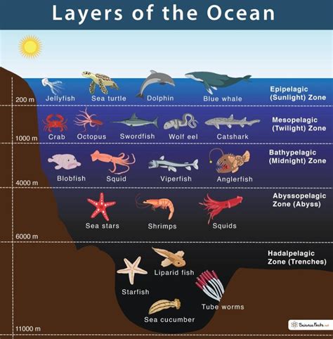 Abyssal Zone Animals And Plants