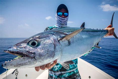 Dogtooth Tuna | Species Spotlight | Sportquest Holidays