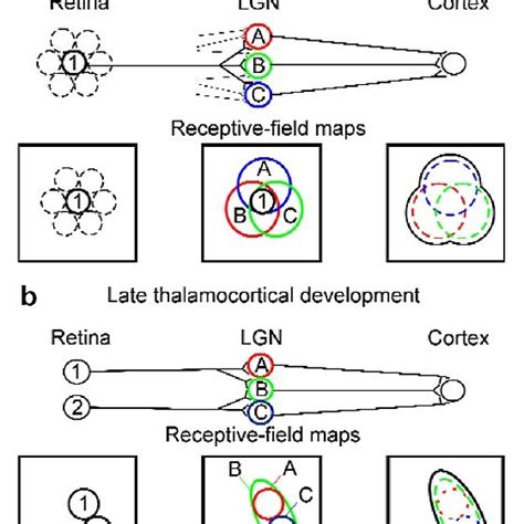 The relationship between an immature LGN neuron and one of its ...