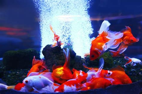 Premium Photo | Beautiful goldfish in aquarium