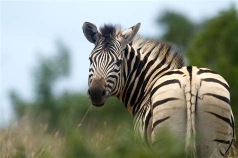 South Africa Wildlife - South African Wildlife and Wildlife Reserves