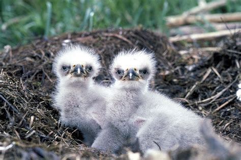 Bald Eagles: Nestlings