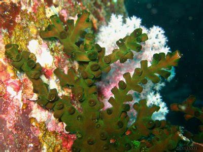 Diving Similan Islands - Photorena