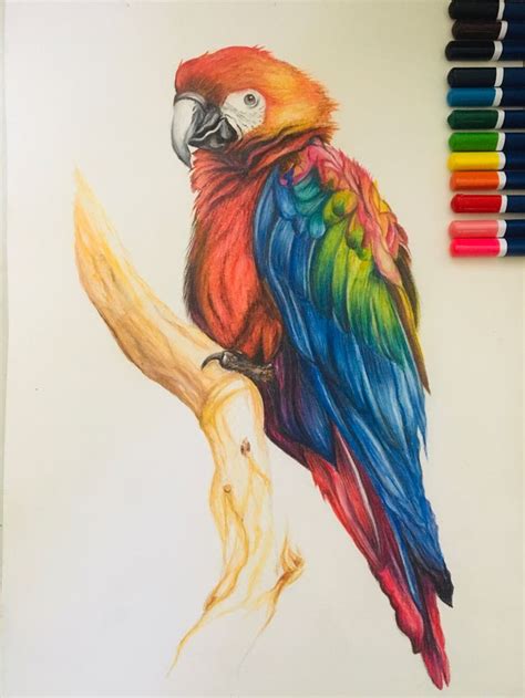Top 117 + Watercolor pencil animals - Lifewithvernonhoward.com