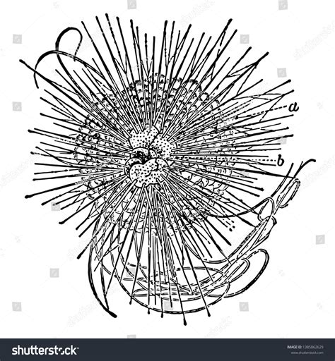 Illustration Shows Diagram Anatomy Sea Urchin Stock Vector (Royalty Free) 1385862629