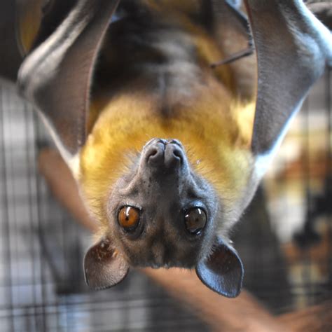 Straw-Colored Fruit Bat | Akron Zoo