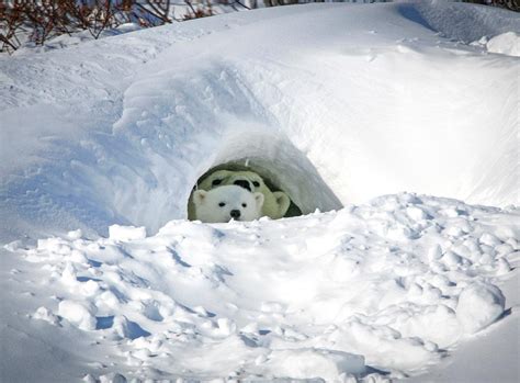 A den for bears in hibernation / torpor, or a human-made camping cave ...