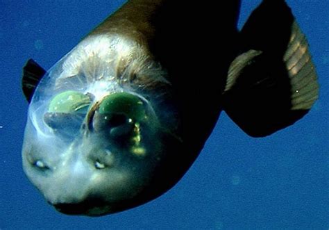 New deep-sea sighting: The barreleye fish has a transparent head and tubular eyes