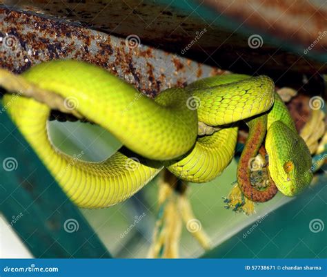 Green pit viper snake stock image. Image of sundarban - 57738671