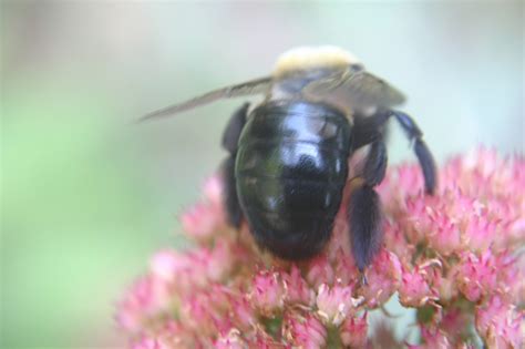 Carpenter Bee vs Bumblebee – Identification | Walter Reeves: The ...