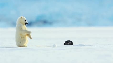 Un pequeño oso polar sorprendido por una foca.