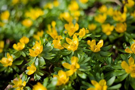 Winter Aconite Plants - How To Grow And Care For Winter Aconite