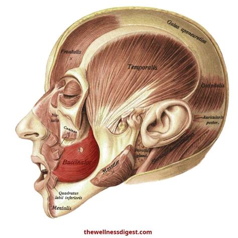 Buccinator Anatomy: Origin, Insertion, Action, Innervation - The Wellness Digest