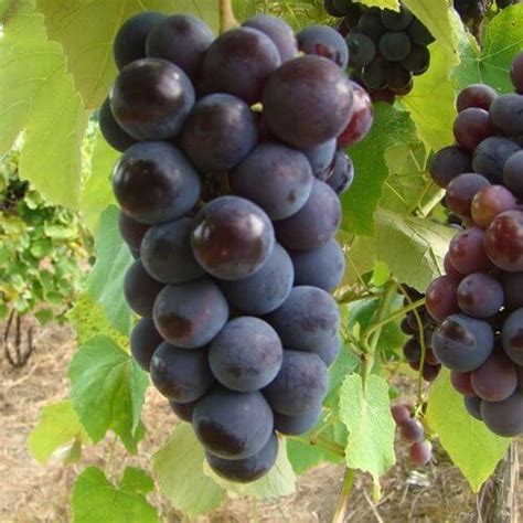 Buy Isabella Grape Vines For Sale | Double A Vineyards