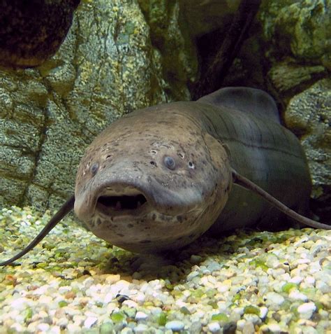 Real Monstrosities: Lungfish