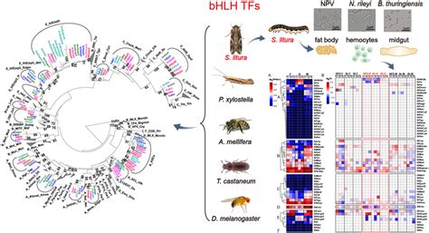 Genome‐wide identification and characterization of basic helix‐loop‐helix transcription factors ...