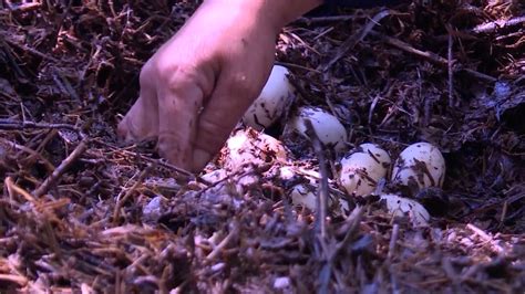 Wild Chinese alligator nest with eggs discovered in east China - CGTN