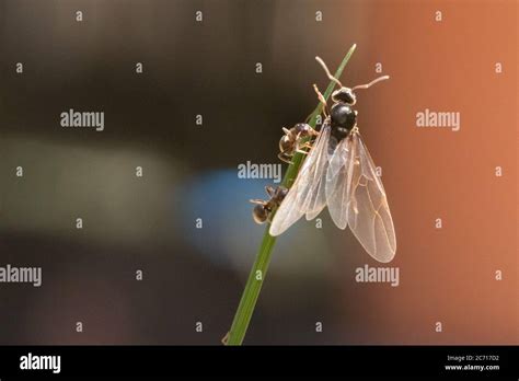 Flying ants nest hi-res stock photography and images - Alamy