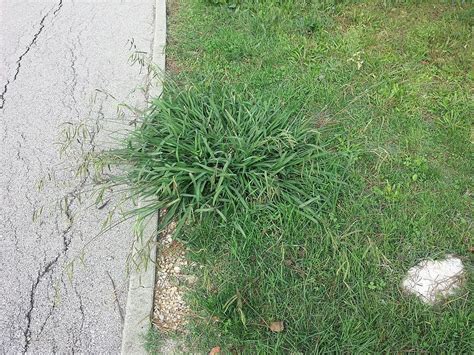 The Ultimate Guide to Lawn Weed Control in North Texas