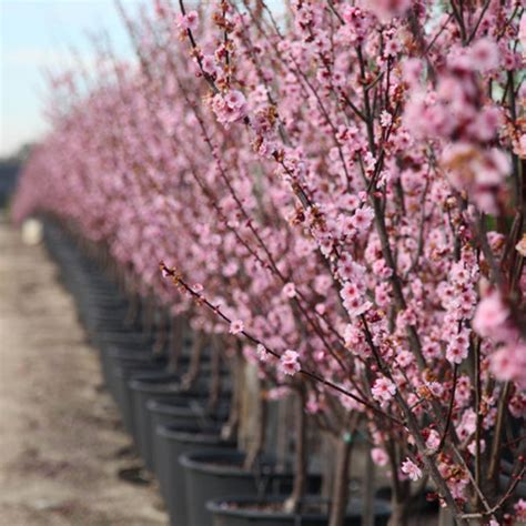 Double Flowering Plum | potplantheavenperth