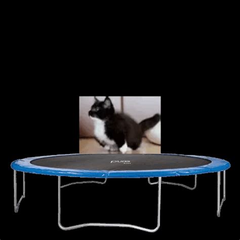 Cat Meme GIF - Cat Meme Trampoline - Discover & Share GIFs