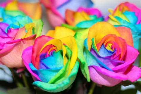 Rainbow Roses by wabbytwax on DeviantArt