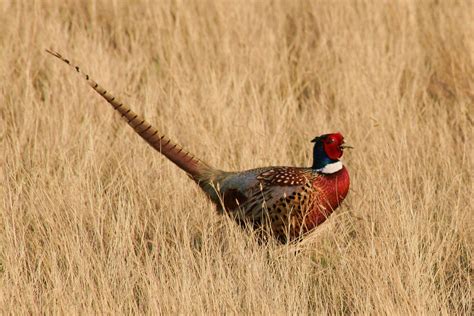 Ring-necked Pheasant | The lands of the refuge were establis… | Flickr