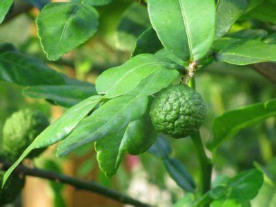 Buy kaffir lime Fruit Plant Online India | Bangalore Agrico