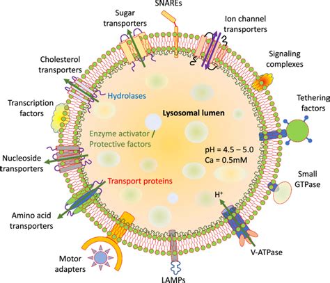 General structure and properties of lysosomes. Lysosome lipid bilayer ...