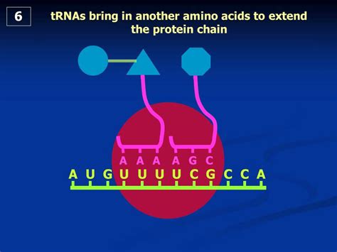 DNA protein synthesis translation dummies animation. Mr C's Biology - YouTube