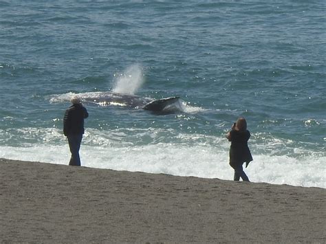 whale sightings – Mendonoma Sightings