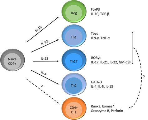 | Differentiation possibilities of naïve CD4+ T cells and formation of ...