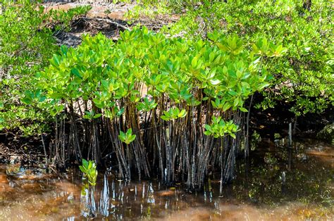 Mangroves - CIFOR Knowledge