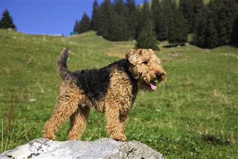 Welsh Terrier Breed Info | Best Food, Training, Grooming | Bil-Jac