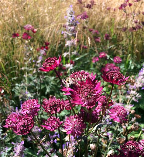 Great Companion Plants For a Cottage Garden: Astrantia – Susan Rushton