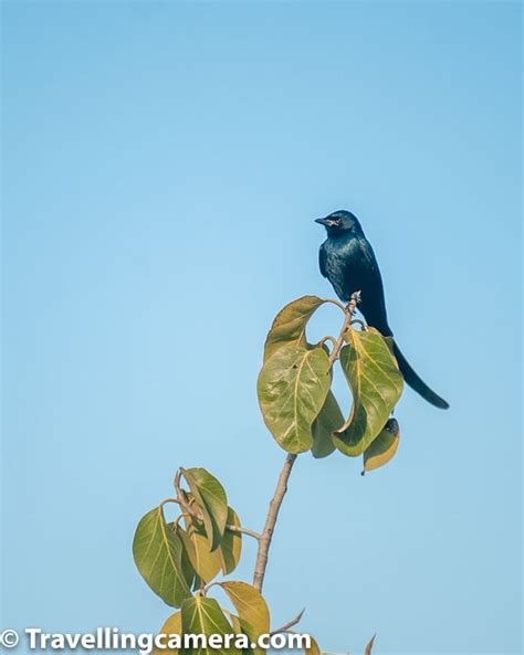 Birds around The Westin Sohna Resorts & Spa