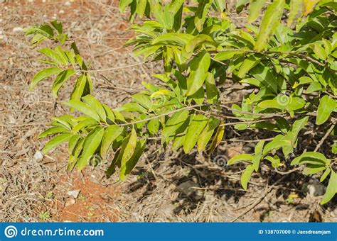 Branches of the Sweetsop Tree Stock Photo - Image of bright, annoma ...