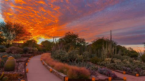 Las Noches de las Luminarias returns for 45th year to Desert Botanical Garden