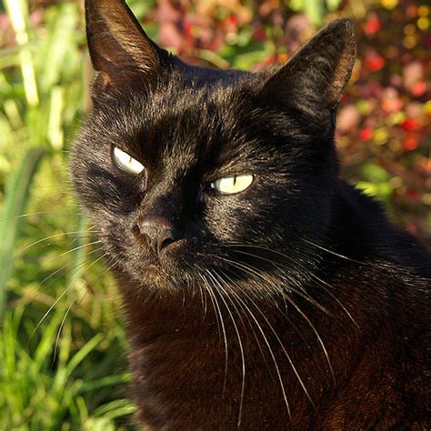 Black cat - Wikipedia