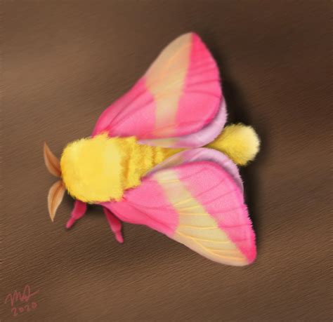 Rosy Maple Moth, by me | Scrolller