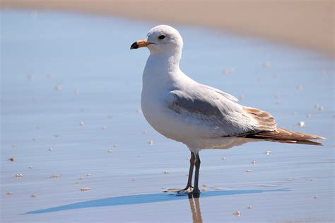 Seagull Bird Beach - Free photo on Pixabay - Pixabay