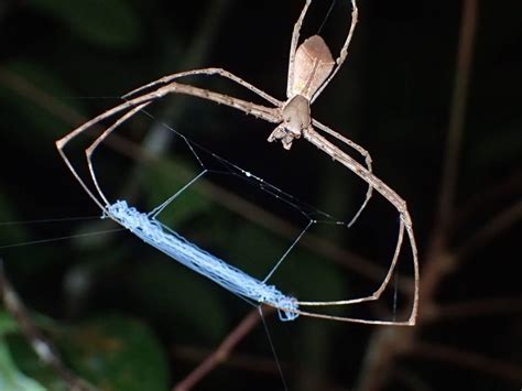 THE PREDATION ADAPTATIONS OF SPIDERS | National Museum Publications