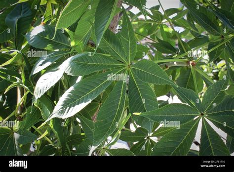 Closeup of the summer leaves on a buckeye tree Stock Photo - Alamy