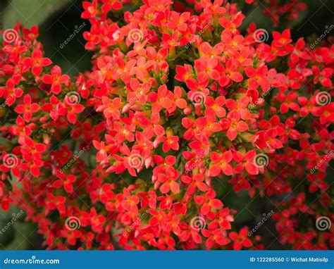 Bouquet of Red Flaming Katy Flowers Blooming Stock Photo - Image of ...