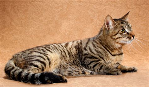 Li Hua Cat Breed Information