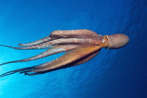 Cephalopods: Facts about octopus, squid, nautilus and more | Live Science