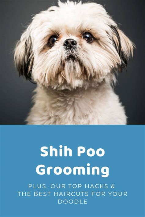 Top Shih Poo Haircuts (With Pictures!) & DIY Grooming Tips - Doodle Doods